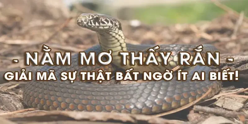 Nằm mơ thấy rắn mang đến điềm báo là tốt hay xấu?